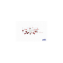 Kiwak Korba white KS4/3 sport Kiwak Korba white KS4/3 sport