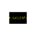 Mormyszka Trójkąt Bermudzki fluo MW6/3 wolfram Mormyszka Trójkąt Bermudzki fluo MW6/3 wolfram