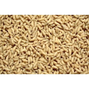 Robak Biały Tłusty Angolek AB Robak Biały Tłusty Angolek AB