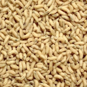 Robak Biały Tłusty Angolek AB