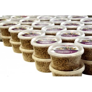 Robak Biały Tłusty Angolek AB