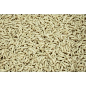 Robak Biały Polski PB Robak Biały Polski PB