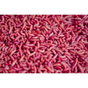 Robak Biały Tłusty Angolek fluo AF Robak Biały Tłusty Angolek fluo AF