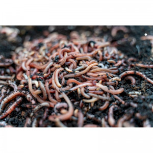 Czerwone robaki dendrobena II 0,5 kg Czerwone robaki dendrobena II 0,5 kg
