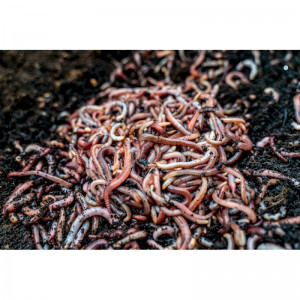 Czerwone robaki dendrobena II 0,5 kg Czerwone robaki dendrobena II 0,5 kg