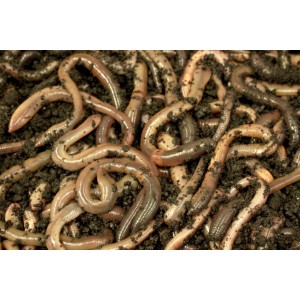 Rosówka kanadyjska Dżodżo 50 szt