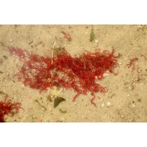 Ochotka zanętowa Jokers 1kg