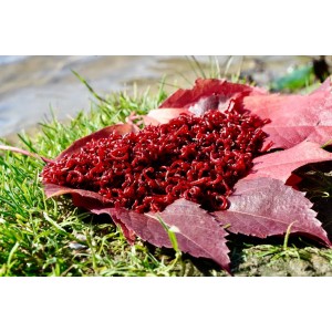 Zawodnicza Ochotka Wędkarska 200g