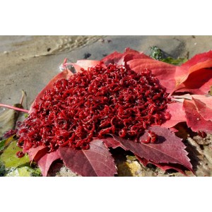 Zawodnicza Ochotka Wędkarska 200g