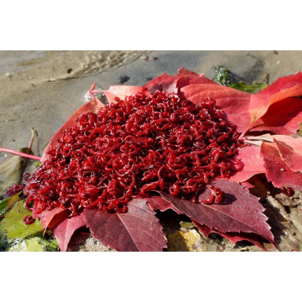 Zawodnicza Ochotka Wędkarska 250g