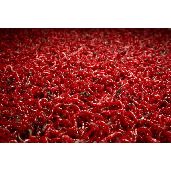 Zawodnicza Ochotka Wędkarska 500g