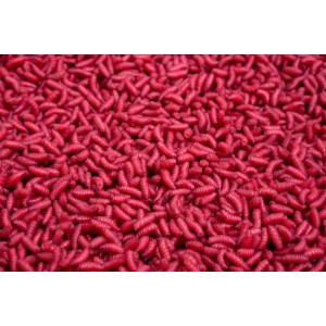 copy of Robak biały PRO SPORT bordowy 200 ml