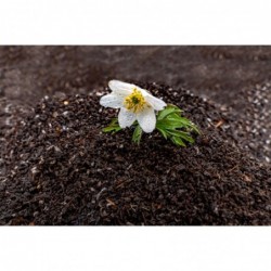 copy of Biohumus 60L