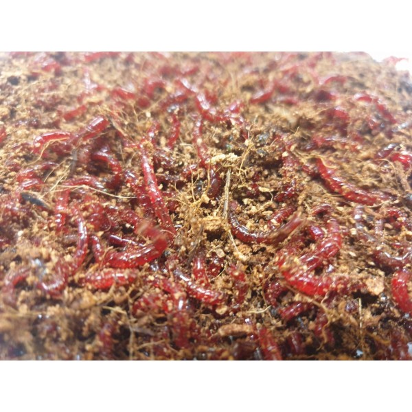 Profesjonalna mieszanka do ochotki wędkarskiej 1kg