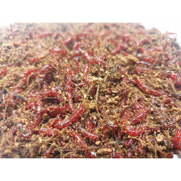 copy of Włókno Kokosowe 0,5 kg (ok. 5l)