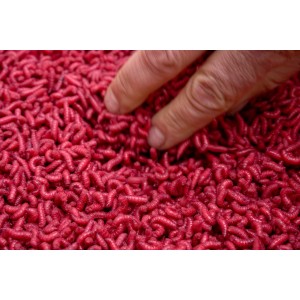 Robak biały PRO SPORT rubinowy