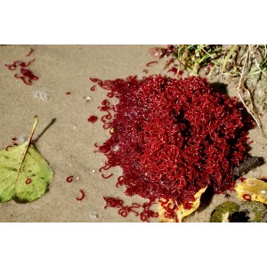 Ochotka zanętowa Jokers 250g