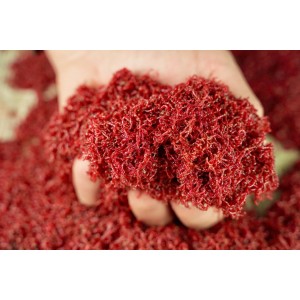 Ochotka zanętowa Jokers 250g