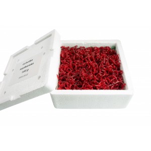 Zawodnicza Ochotka Wędkarska 50g