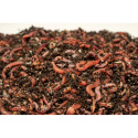 Czerwone robaki dendrobena II 0,5 kg Czerwone robaki dendrobena II 0,5 kg