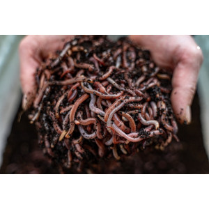 Czerwone robaki Dendrobena II 1 kg Czerwone robaki Dendrobena II 1 kg