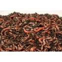 Dendrobenena MIX 200 szt