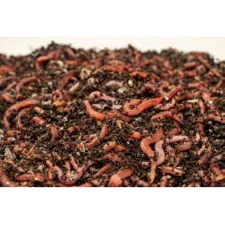 copy of Dendrobena MIX 1 kg. copy of Dendrobena MIX 1 kg.