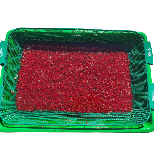 Sito 2,5mm z kuwetą do przepuszczania ochotki Sensas A10