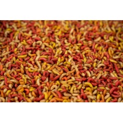 Robak Biały Tłusty Angolek kolorowy AK Robak Biały Tłusty Angolek kolorowy AK