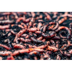 Rosówka kanadyjska Dżodżo 10 szt. termobox