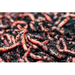 Rosówka kanadyjska Dżodżo 10 szt. termobox