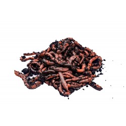 Rosówka kanadyjska Dżodżo 10 szt. termobox