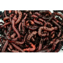 Rosówka kanadyjska Dżodżo 10 szt. termobox