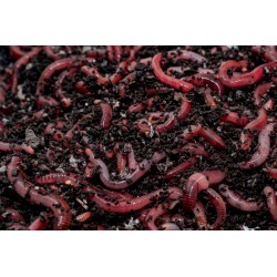 Rosówka kanadyjska Dżodżo 10 szt. termobox