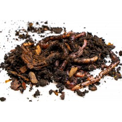 Rosówka kanadyjska Dżodżo 10 szt. termobox