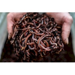 Dendrobena MIX 0,5 kg. Dendrobena MIX 0,5 kg.